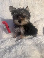 Romeo , a male Yorkshire Terrier for sale in Eastvale, CA – Photo 2 of 6