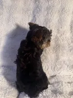 Cappuccino, a male Yorkshire Terrier for sale in Eastvale, CA – Photo 9 of 9