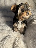 Cappuccino, a male Yorkshire Terrier for sale in Eastvale, CA – Photo 8 of 9