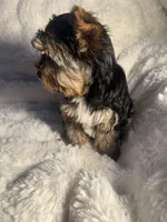 Cappuccino, a male Yorkshire Terrier for sale in Eastvale, CA – Photo 6 of 9