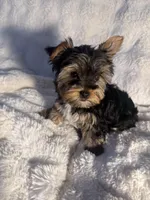 Cappuccino, a male Yorkshire Terrier for sale in Eastvale, CA – Photo 7 of 9