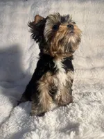 Cappuccino, a male Yorkshire Terrier for sale in Eastvale, CA – Photo 3 of 9