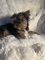 Cappuccino, a male Yorkshire Terrier for sale in Eastvale, CA – Photo 5 of 9