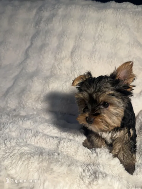 Cappuccino – Yorkshire Terrier puppy for sale in Eastvale, CA