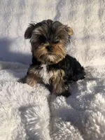 Cappuccino, a male Yorkshire Terrier for sale in Eastvale, CA – Photo 4 of 9