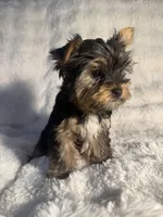 Cappuccino, a male Yorkshire Terrier for sale in Eastvale, CA – Photo 2 of 9