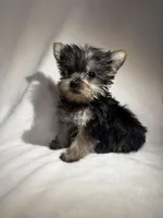Baby , a male Yorkshire Terrier for sale in Eastvale, CA – Photo 2 of 6
