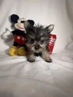 Baby , a male Yorkshire Terrier for sale in Eastvale, CA – Photo 4 of 6