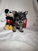 Baby , a male Yorkshire Terrier for sale in Eastvale, CA – Photo 3 of 6