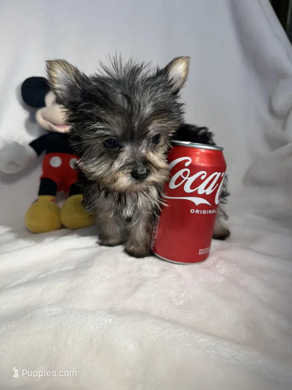 Baby , a male Yorkshire Terrier for sale in Eastvale, CA – Photo 1 of 6