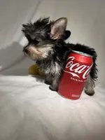 Baby , a male Yorkshire Terrier for sale in Eastvale, CA – Photo 5 of 6