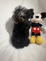 Baby , a male Yorkshire Terrier for sale in Eastvale, CA – Photo 6 of 6