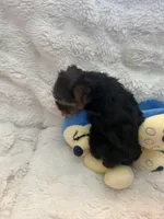 Bear , a male Yorkshire Terrier for sale in Eastvale, CA – Photo 5 of 5