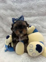 Bear , a male Yorkshire Terrier for sale in Eastvale, CA – Photo 1 of 5
