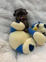 Bear , a male Yorkshire Terrier for sale in Eastvale, CA – Photo 2 of 5