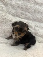 Bear , a male Yorkshire Terrier for sale in Eastvale, CA – Photo 3 of 5