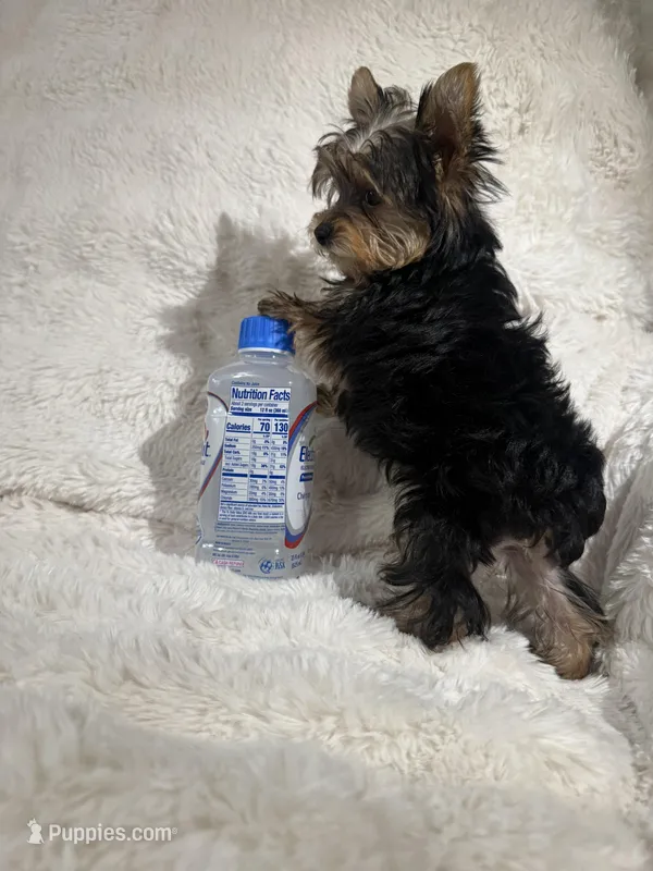 Cooper  – Yorkshire Terrier puppy for sale in Eastvale, CA