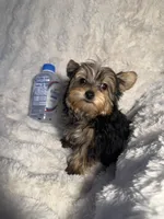 Cooper , a male Yorkshire Terrier for sale in Eastvale, CA – Photo 4 of 6