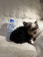 Cooper , a male Yorkshire Terrier for sale in Eastvale, CA – Photo 5 of 6