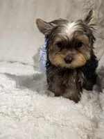 Cooper , a male Yorkshire Terrier for sale in Eastvale, CA – Photo 2 of 6