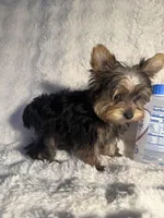 Cooper , a male Yorkshire Terrier for sale in Eastvale, CA – Photo 3 of 6