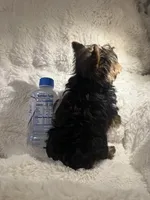 Cooper , a male Yorkshire Terrier for sale in Eastvale, CA – Photo 6 of 6