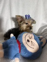 Bear , a male Yorkshire Terrier for sale in Eastvale, CA – 3 of 5