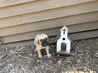 Nala, a female American Mastiff for sale in Milan, IL – 4 of 6