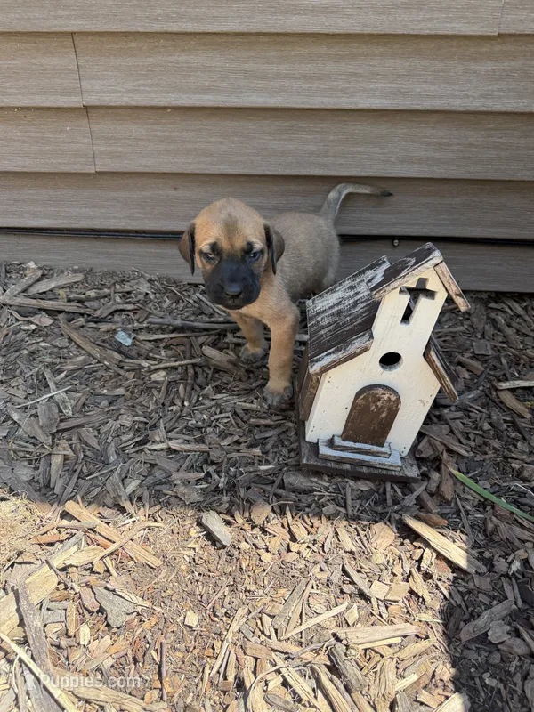 AMERICAN MASTIFF – American Mastiff puppy for sale in Milan, IL