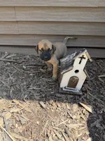 Hank Jr or just Junior, a male American Mastiff for sale in Milan, IL – 1 of 3