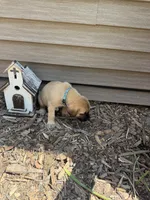 Teal, a male American Mastiff for sale in Milan, IL – 2 of 5