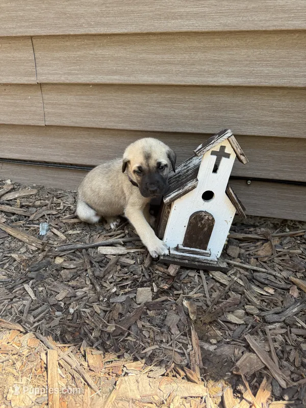 Sophie – American Mastiff puppy for sale in Milan, IL