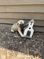 Sophie, a female American Mastiff for sale in Milan, IL – 1 of 4