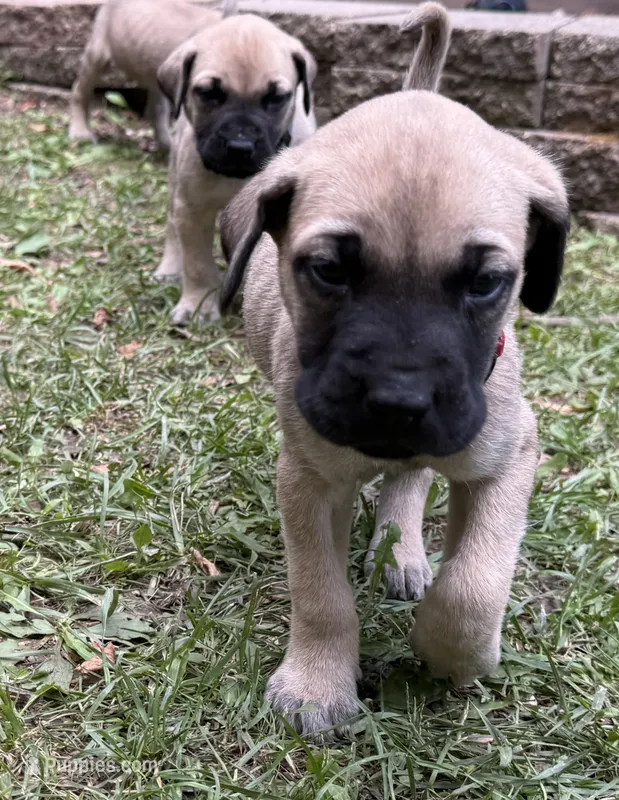 Rudy – American Mastiff puppy for sale in Campbellsport, WI