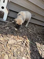 Bruce, a male American Mastiff for sale in Milan, IL – 2 of 4