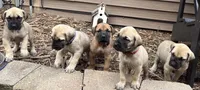 Nala, a female American Mastiff for sale in Campbellsport, WI – 8 of 8