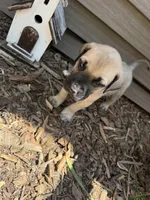 Bruce, a male American Mastiff for sale in Milan, IL – 3 of 4