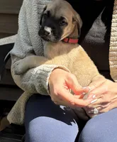 Nala, a female American Mastiff for sale in Milan, IL – 1 of 6