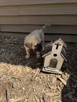 Devin, a male American Mastiff for sale in Milan, IL – 4 of 6