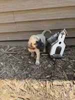 Rudy, a female American Mastiff for sale in Milan, IL – 2 of 4