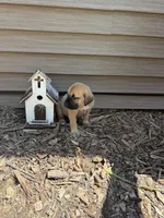 Teal, a male American Mastiff for sale in Milan, IL – 5 of 5