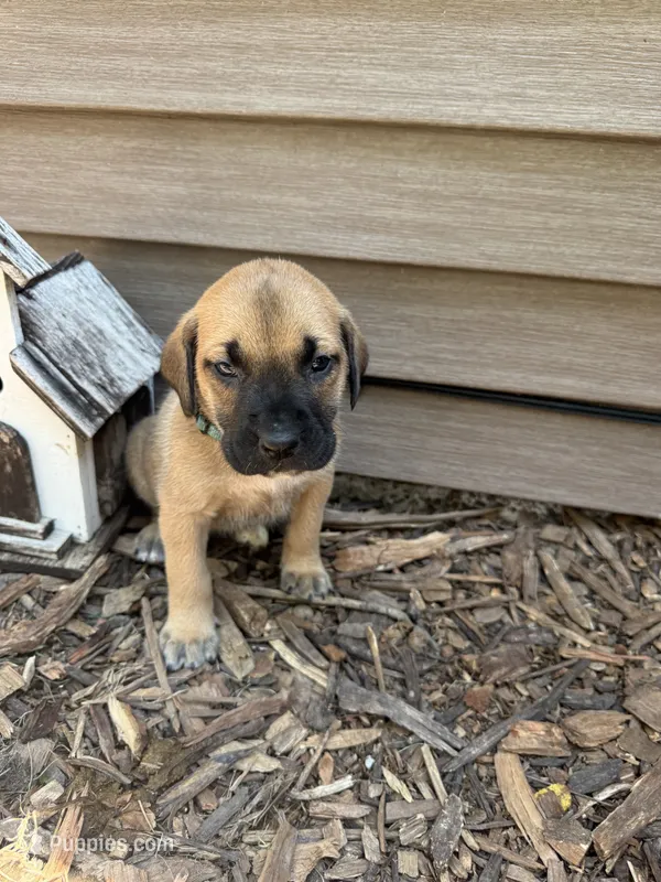 Teal – American Mastiff puppy for sale in Milan, IL