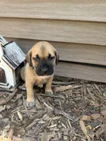 Teal, a male American Mastiff for sale in Milan, IL – 1 of 5