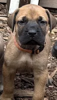 Hank Jr or just Junior, a male American Mastiff for sale in Campbellsport, WI – 1 of 4