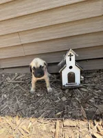 Rudy, a female American Mastiff for sale in Milan, IL – 3 of 4