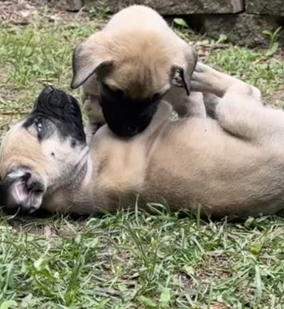 Honey, a female American Mastiff for sale in Campbellsport, WI – 2 of 5