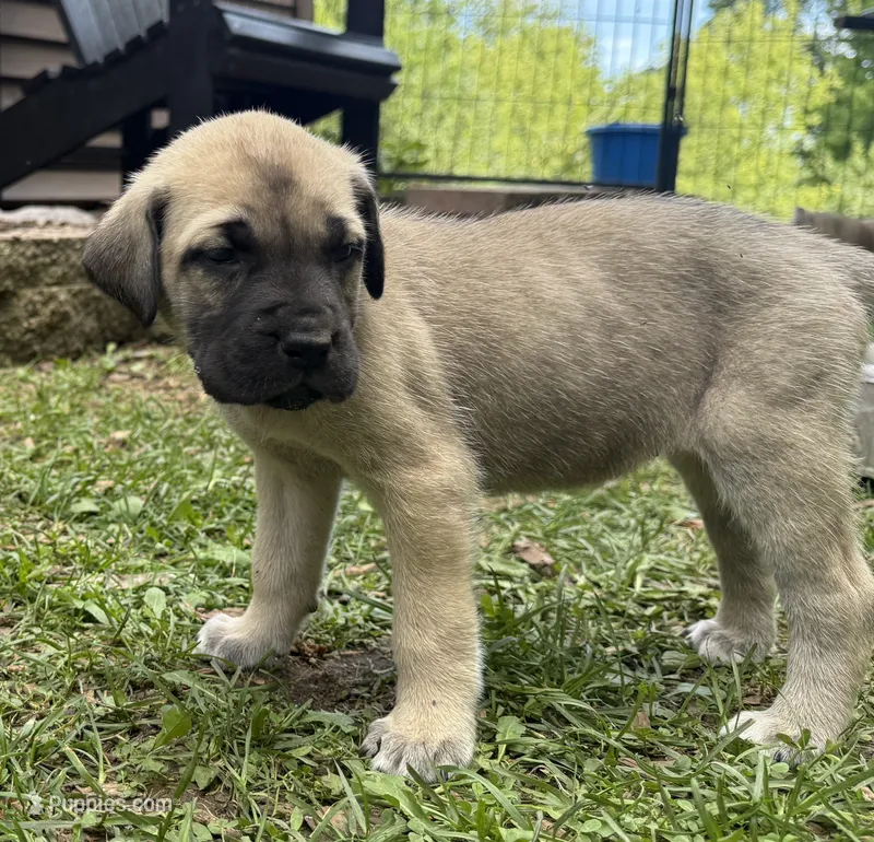 Sophie – American Mastiff puppy for sale in Campbellsport, WI