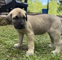 Sophie, a female American Mastiff for sale in Campbellsport, WI – 1 of 5