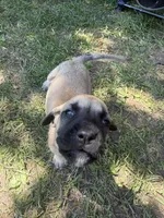 Devin, a male American Mastiff for sale in Milan, IL – 2 of 6