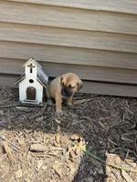 Teal, a male American Mastiff for sale in Milan, IL – 3 of 5